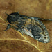 Notodonta tritophus - Photo (c) Michał Brzeziński, algunos derechos reservados (CC BY-NC), subido por Michał Brzeziński