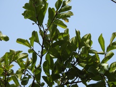 Sarcomphalus mexicanus