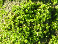 Bryopsida