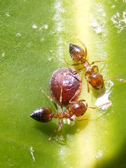 Crematogaster castanea