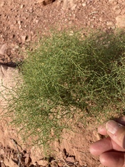 Eriogonum wetherillii