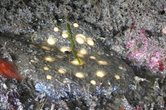 Polymastia pachymastia