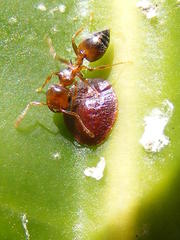 Crematogaster castanea