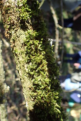 Bryopsida