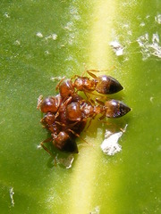 Crematogaster castanea