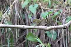 Arremonops chloronotus