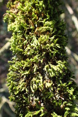 Bryopsida