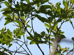 Sarcomphalus mexicanus