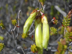 Erica viridiflora viridiflora