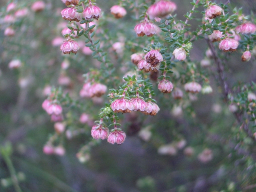 Erica velatiflora