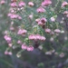 Erica velatiflora - Photo (c) Jenny Potgieter,  זכויות יוצרים חלקיות (CC BY-NC)