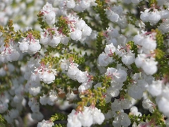 Erica formosa