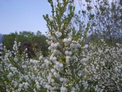 Erica formosa