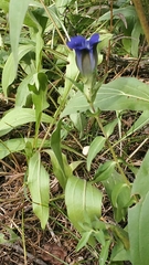 Gentiana parryi