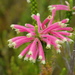 Erica densifolia - Photo (c) Charles Stirton, μερικά δικαιώματα διατηρούνται (CC BY-SA), uploaded by Charles Stirton