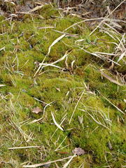 Bryopsida