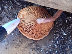 Gymnopilus subpurpuratus