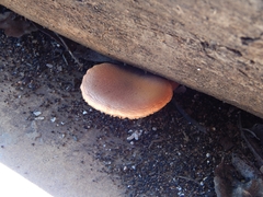 Gymnopilus subpurpuratus