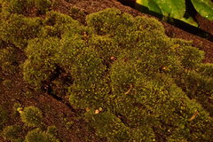 Bryopsida