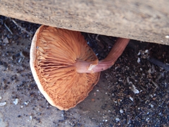 Gymnopilus subpurpuratus