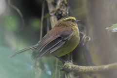 Silvicultrix diadema