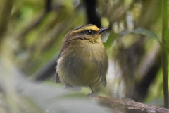 Silvicultrix diadema