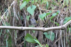 Arremonops chloronotus