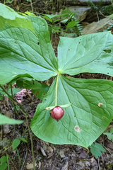 Trillium erectum