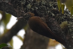 Lepidocolaptes lacrymiger