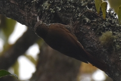 Lepidocolaptes lacrymiger