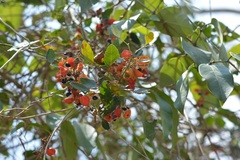Paullinia fuscescens