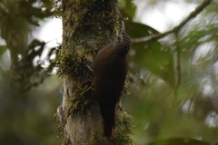 Lepidocolaptes lacrymiger