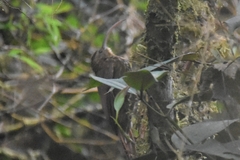 Campylorhamphus pusillus