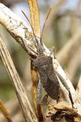 Leptoglossus concaviusculus