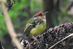 Poecilotriccus ruficeps