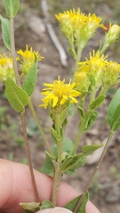 Oreochrysum parryi