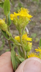 Oreochrysum parryi