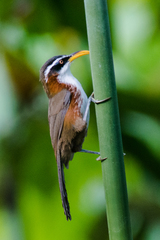Pomatorhinus schisticeps