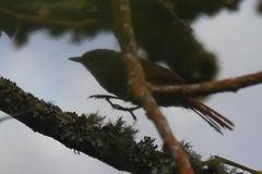 Anabacerthia striaticollis