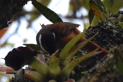 Pseudocolaptes boissonneautii