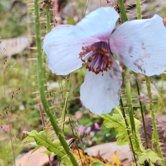 Meconopsis