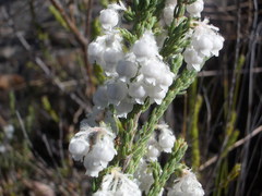 Erica fimbriata