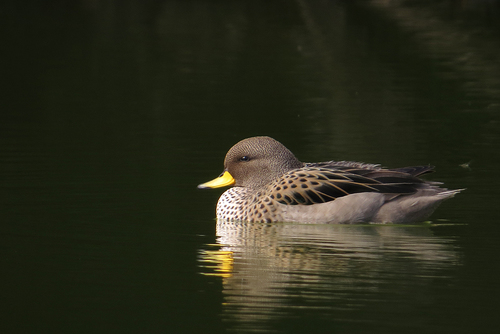 Yellow-billed Teal, photo 6 of 10