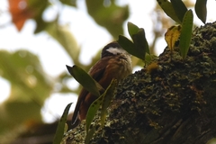 Pseudocolaptes boissonneautii