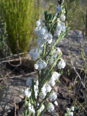 Erica fimbriata