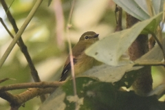 Myiophobus flavicans