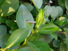 Magnoliopsida