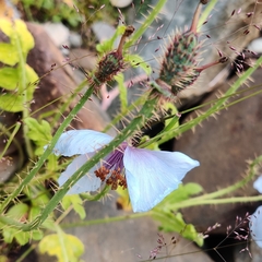 Meconopsis