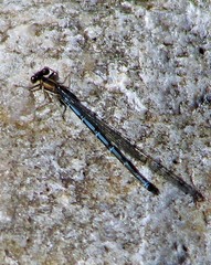 Argia joergenseni