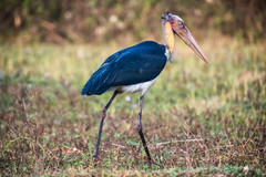 Leptoptilos javanicus